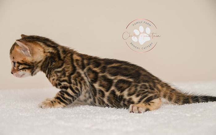 Bengal kitten for sale